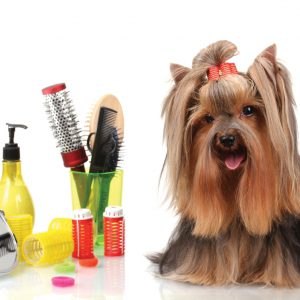 Dog-grooming-photo