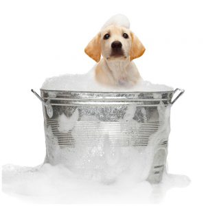 dog-cat-bathing-montreal